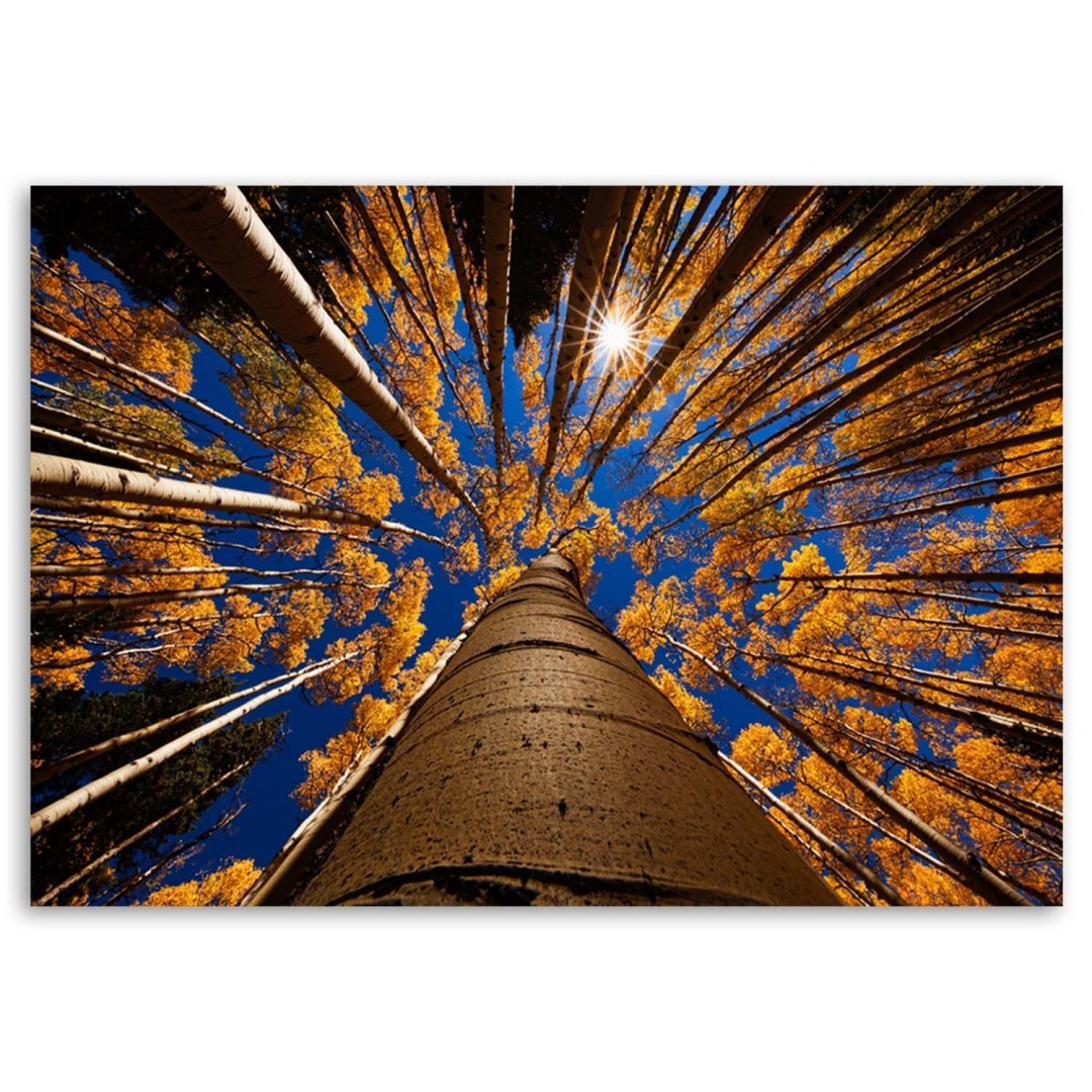 Emaga Obraz na płótnie, Korony drzew - 90x60